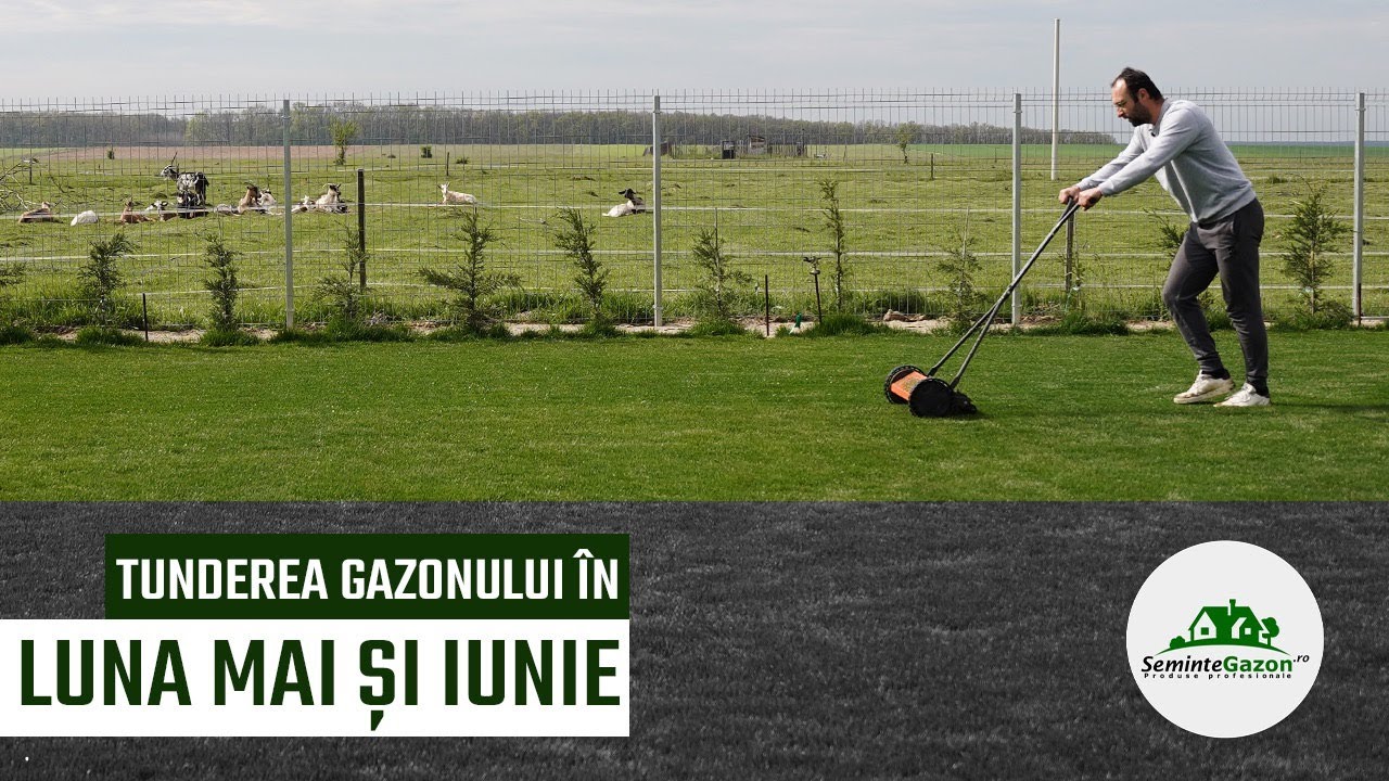 Gazonul și tunderea lui în luna mai. Înălțimea de tundere. Mașini de tuns. Mulcirea- semintegazon.ro