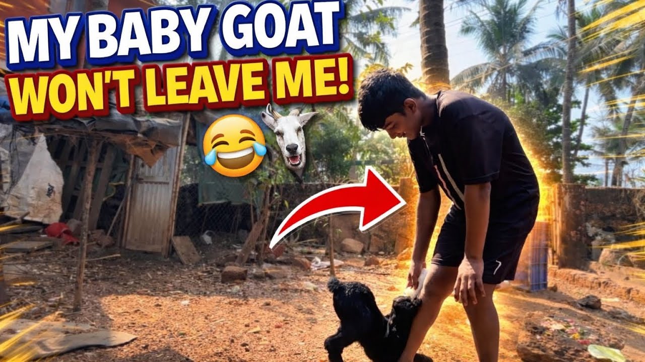 Life on My Farm With My Naughty Baby Goat 🐐 #minifarm 