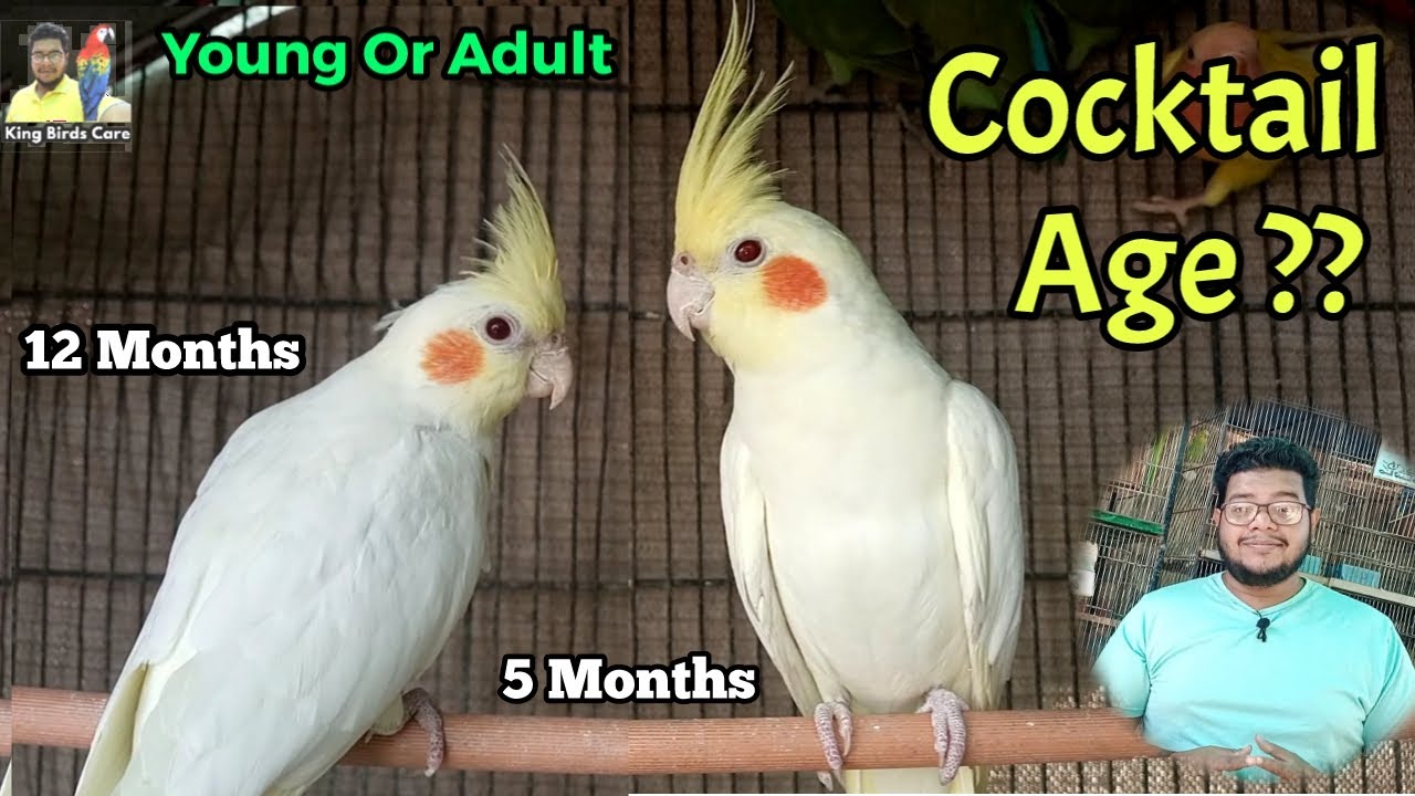 How to know cocktail parrot age | cockatiel age identification | Cocktail male and female difference