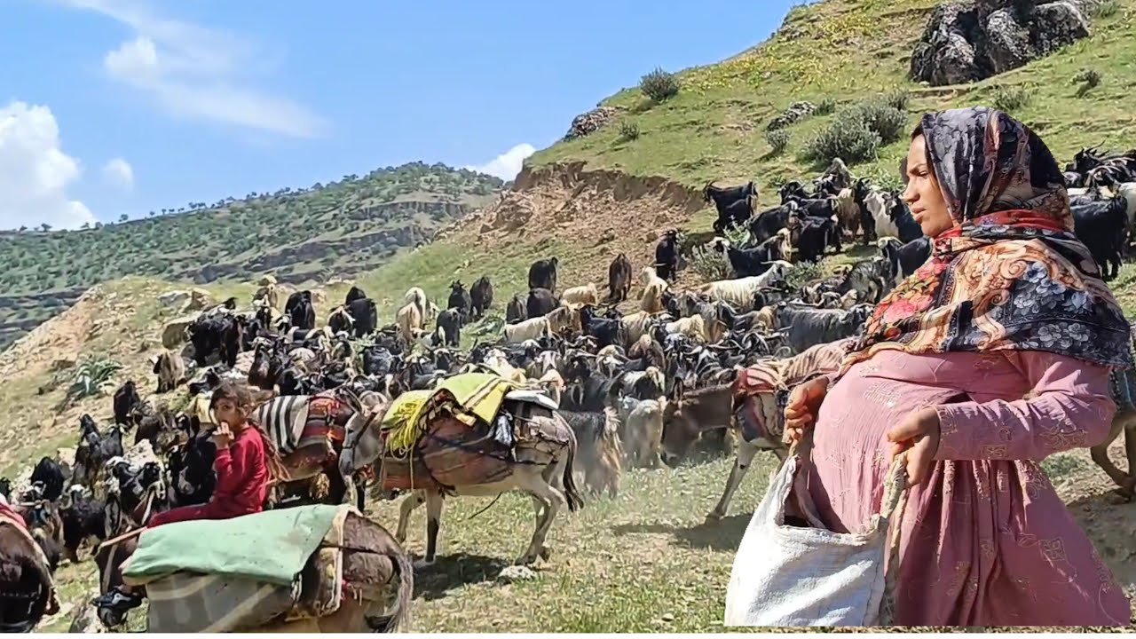 Nomadic migration: Tayyaba's pregnancy adventure with family