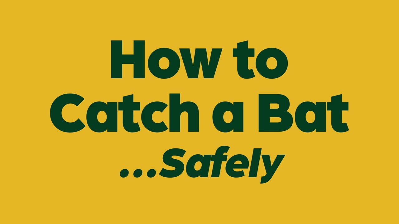 How To Properly Catch A Bat Video | Whitman County Public Health