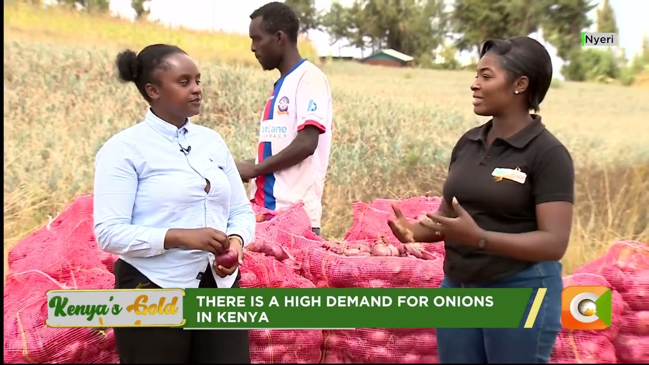 Kenya's Gold feature | Onion farming in Kenya [Part 1]