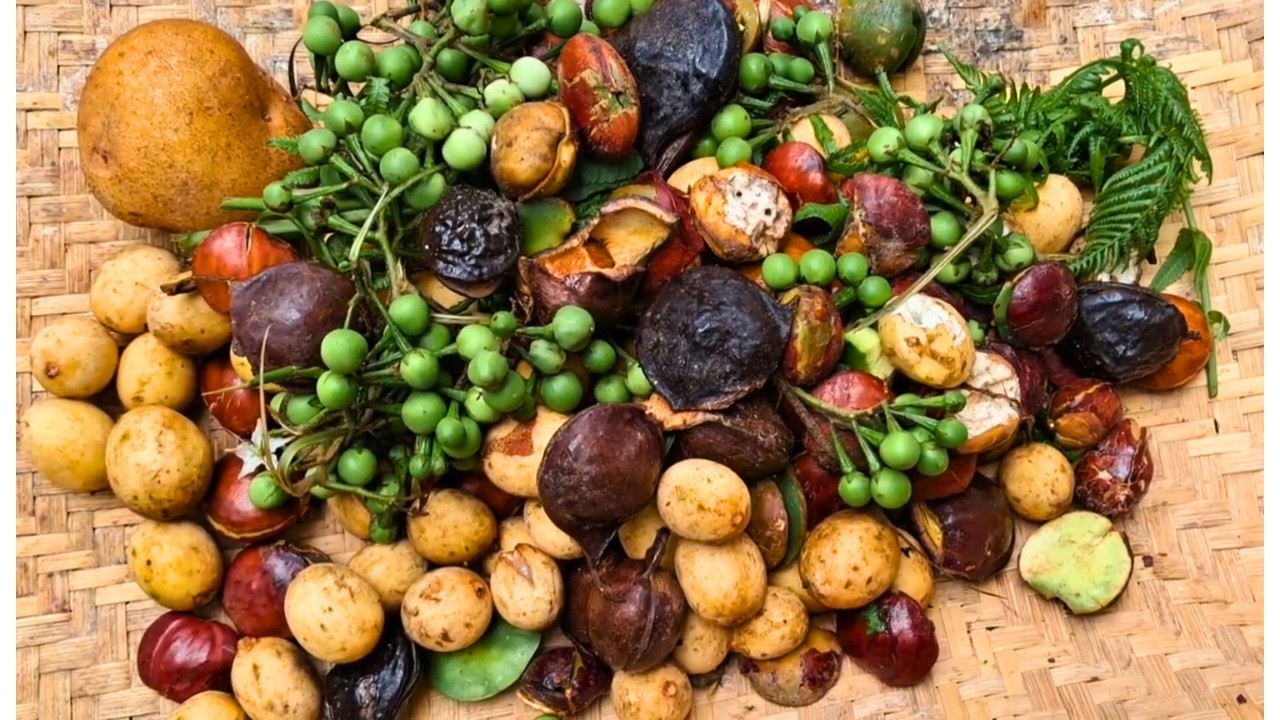 Panen Liar dari Hutan 🌳 Langsung Dimasak