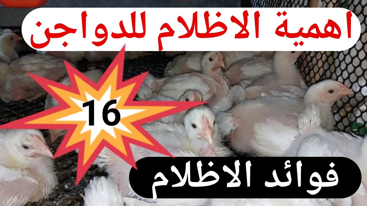 فوائد الاظلام للدواجن اليوم 16 #تربية الدواجن #تسمين الدواجن