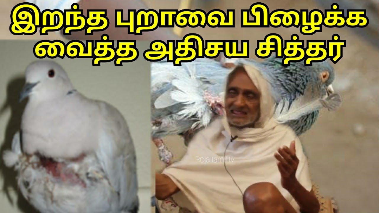 The miraculous Siddhar who made the beaten pigeon survive-thiruporur velaikaran siddhar