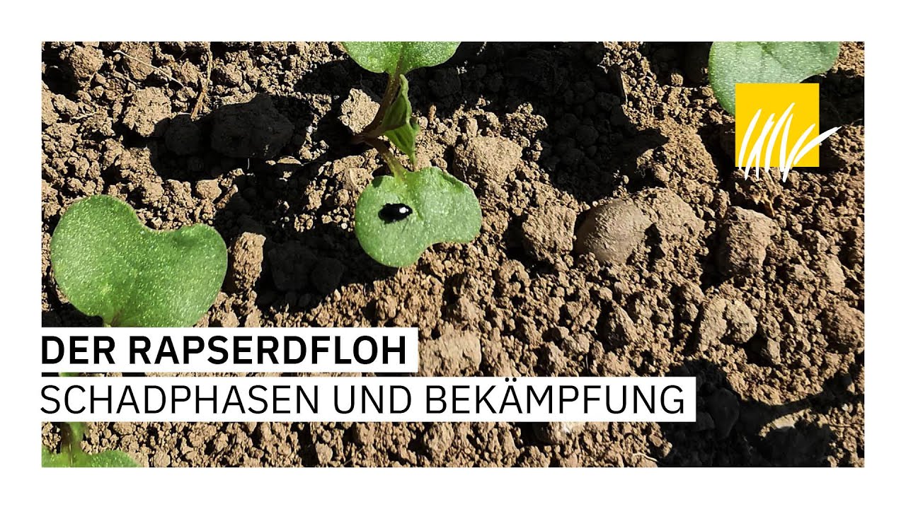 Schadphasen beim Rapserdfloh und Bekämpfungsstrategien
