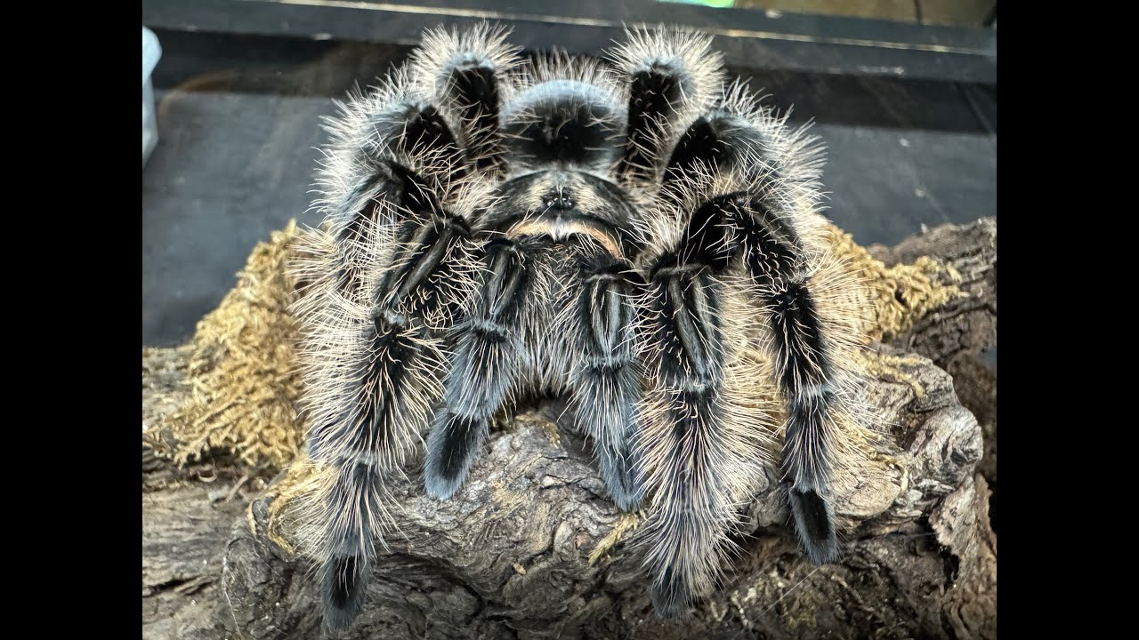 Tliltocatl albopilosus, Curly Hair Tarantula rehouse and care