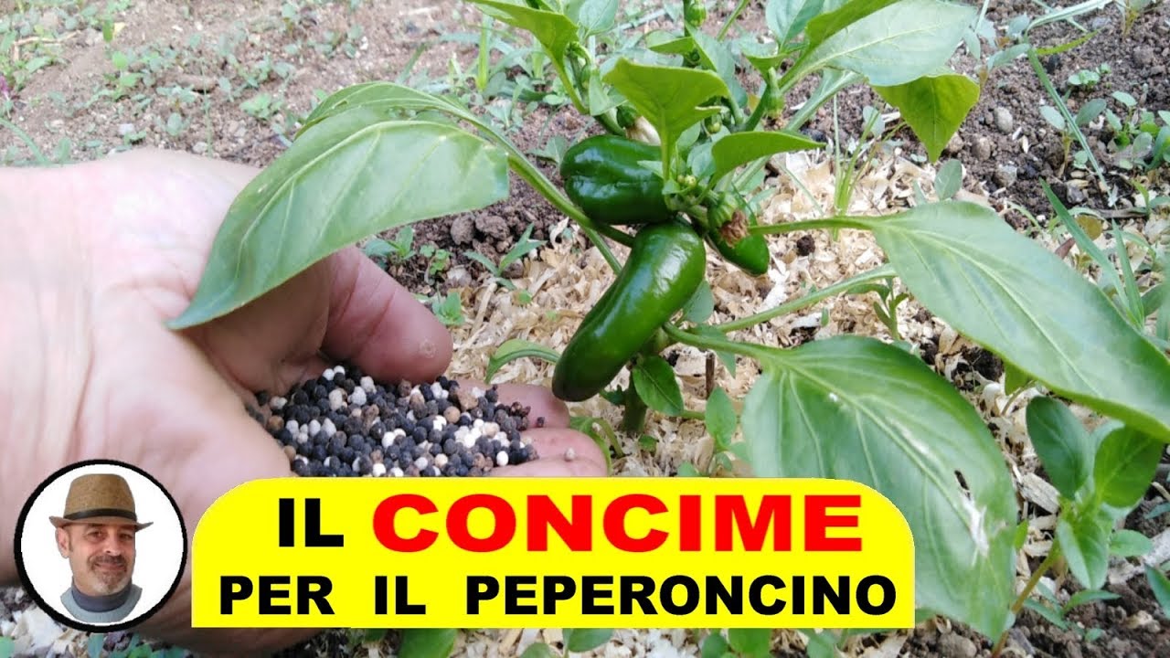 CONCIMARE IL PEPERONCINO ( काली मिर्च खाद )