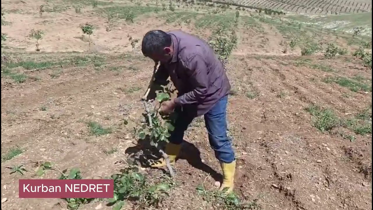 A.Fıstığında aşıların anaca bağlanması ve anaç üzerindeki sürgünlerin temizlenmesi gerekir.