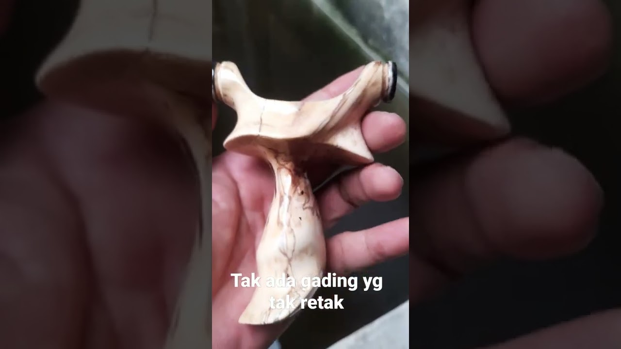 Kayu Busuk... 😁