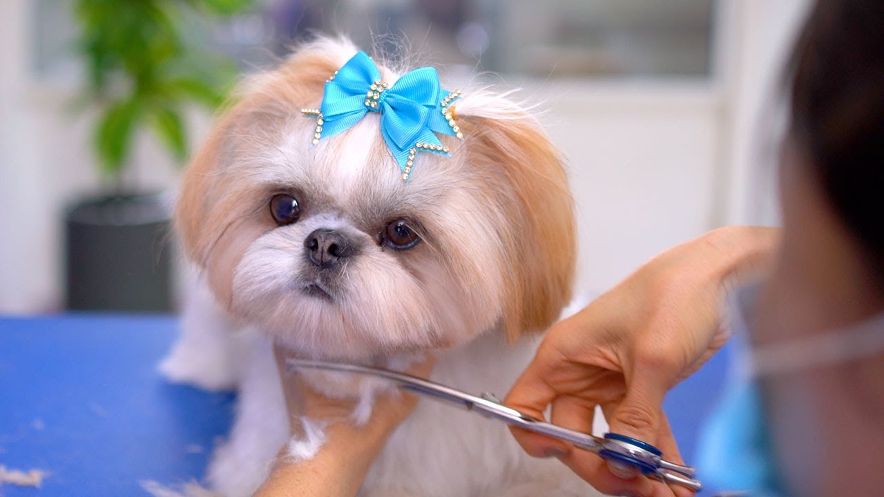 Первая стрижка ши-тцу! Она стала малышкой!!✂️❤️🐶