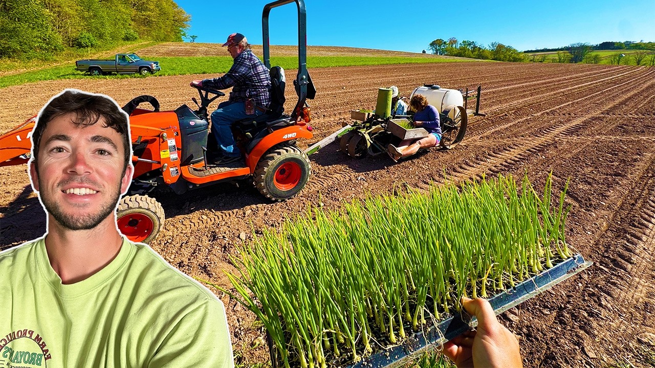 Planting Onions On Our Vegetable Farm