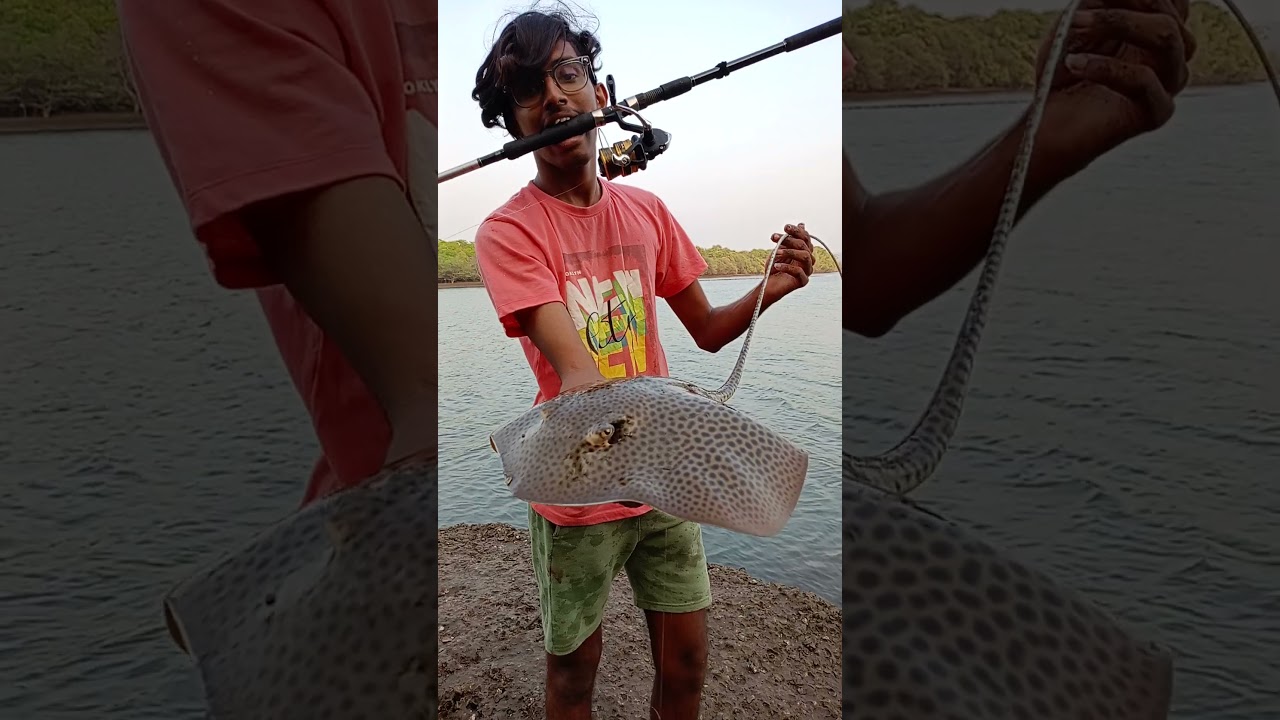 Beautiful Stingray Caught While BaitFishing. Leopard Ray | Fishing In Goa #stingray #leopardray #goa