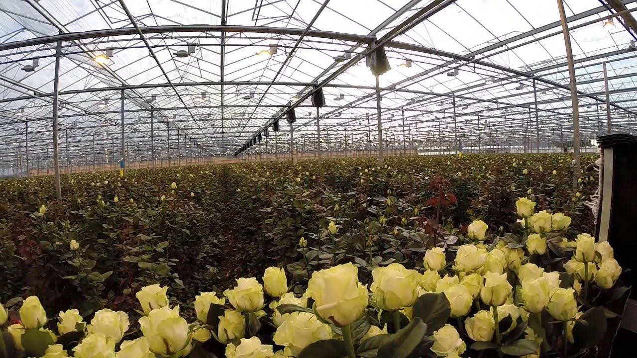Van der Arend Roses