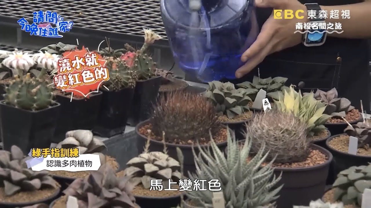 燃燒吧「逆豹丸」！多肉植物澆水秒變紅？當點點遇上典典？隱藏版龍貓超萌登場！【BJ多肉植物 x 請問今晚住誰家】
