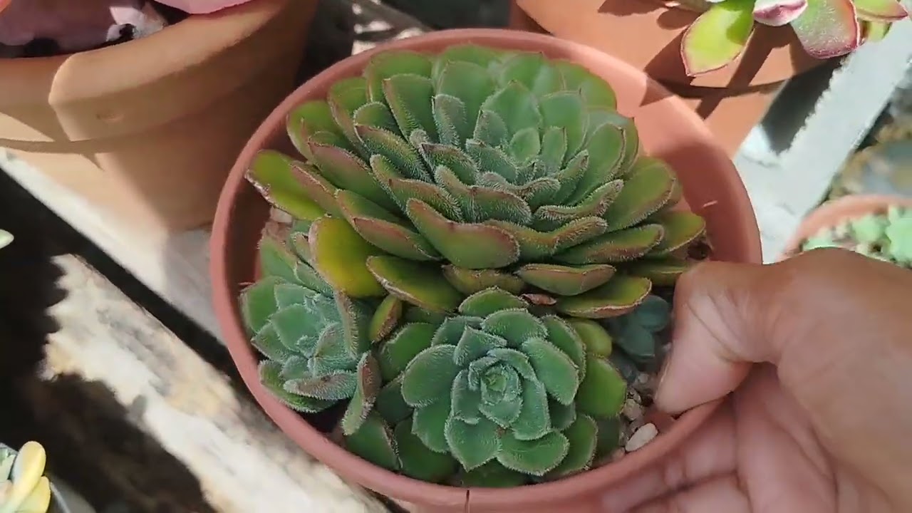 Suculentas e as chuvas; meus cuidados.