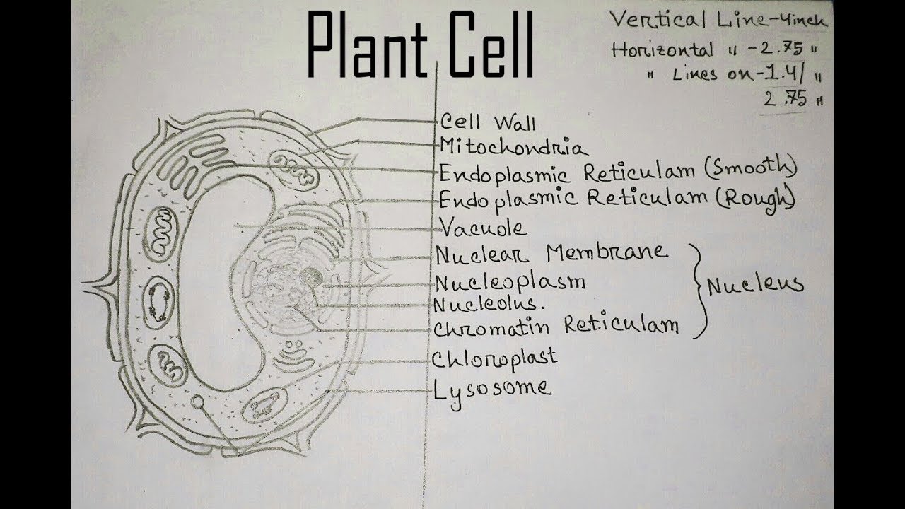 How to draw Plant Cell . Very easy. Step by step.