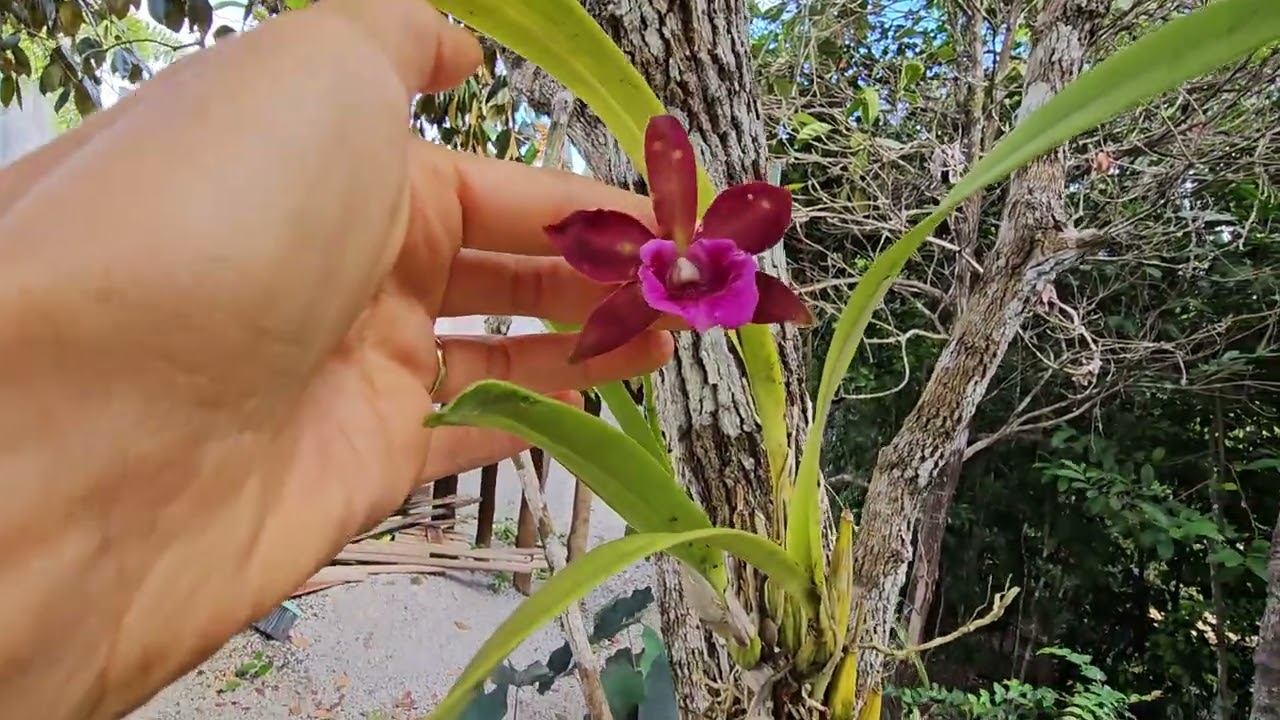 Muitas flores no primeiro vídeo do ano.