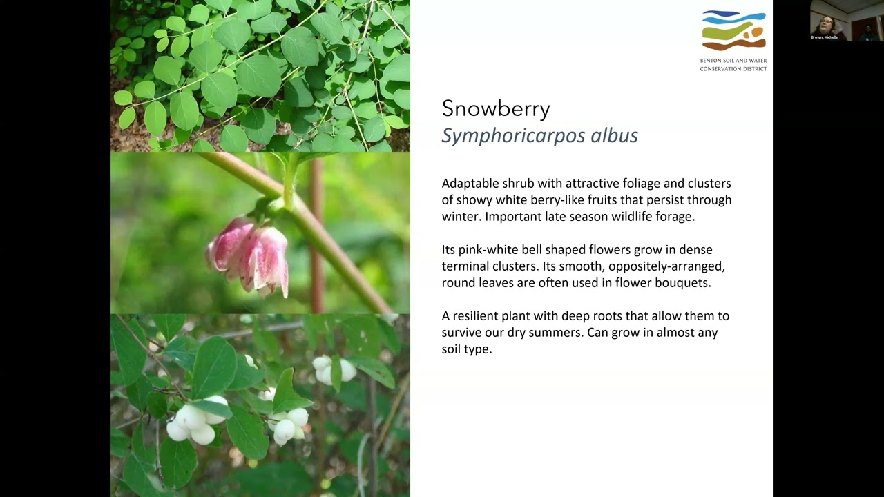Bringing Native Plants into Your Home Garden