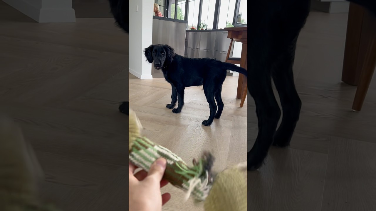 Kenzo&rsquo;s thought process:👀 Spot crocodile🤔 Debate ownership🐾 Claim prize. #puppy