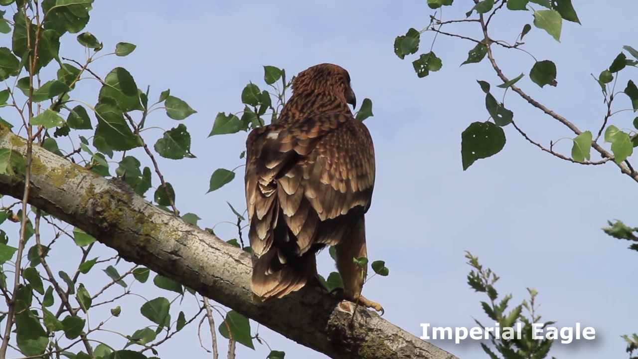 Birding tours in Slovakia with Ecotours Wildlife Holidays
