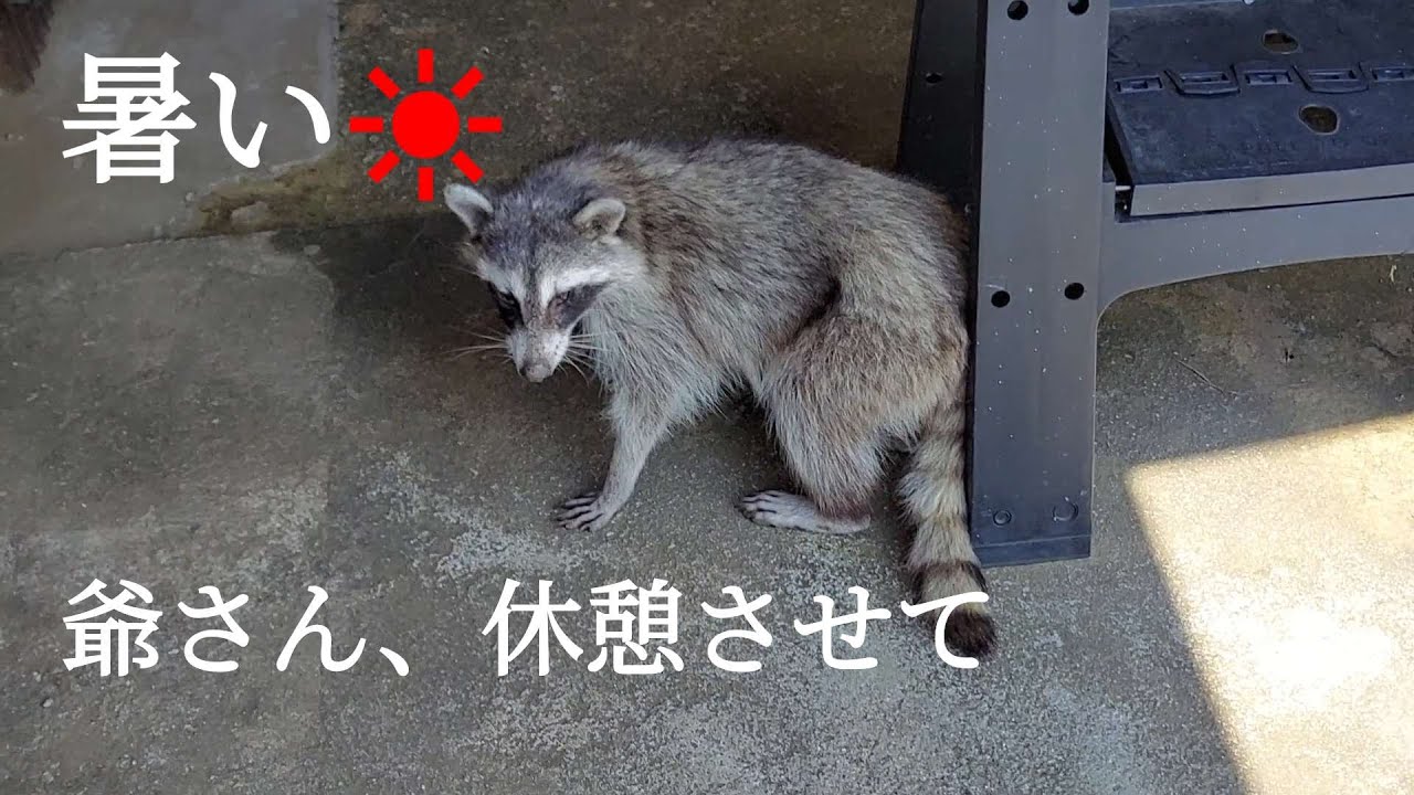 爺さんの夏の日の出来事