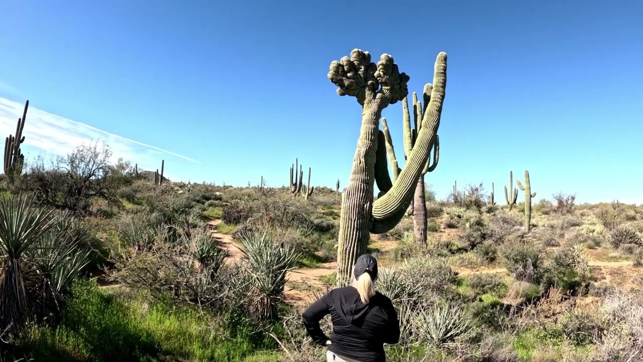 Cave Creek & McDowell Mountain
