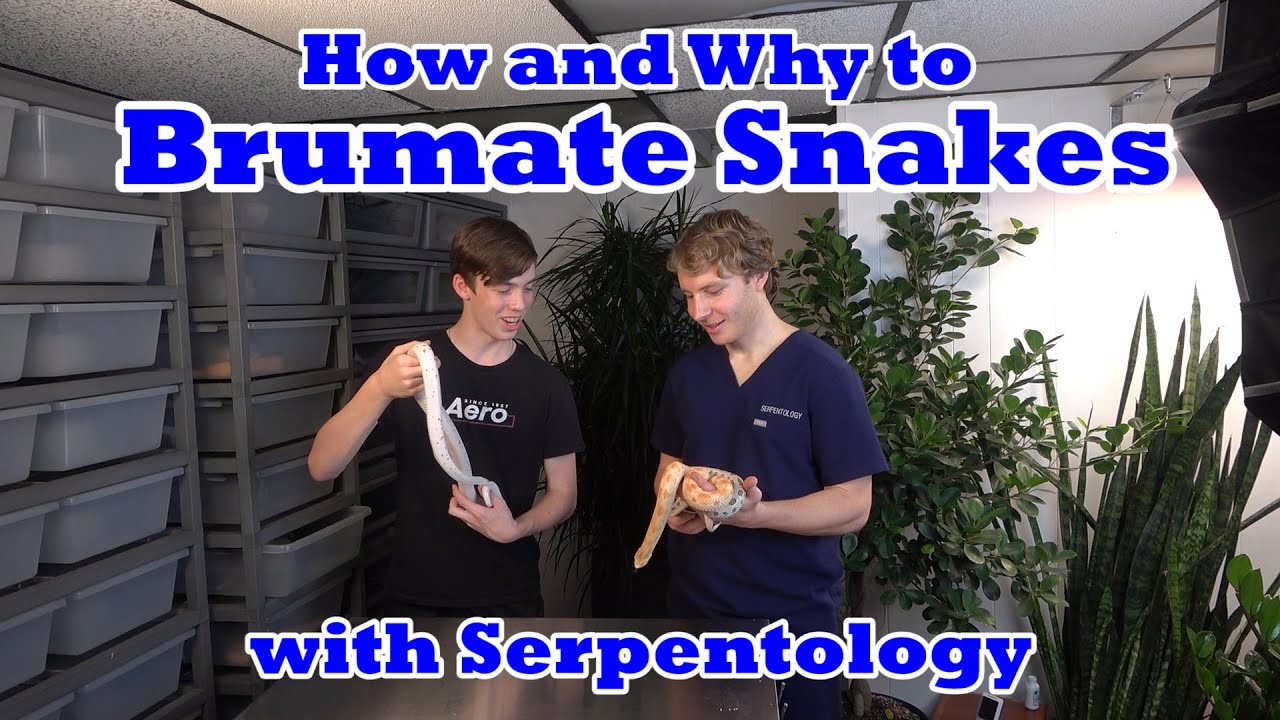 How and Why to Brumate Snakes with Serpentology