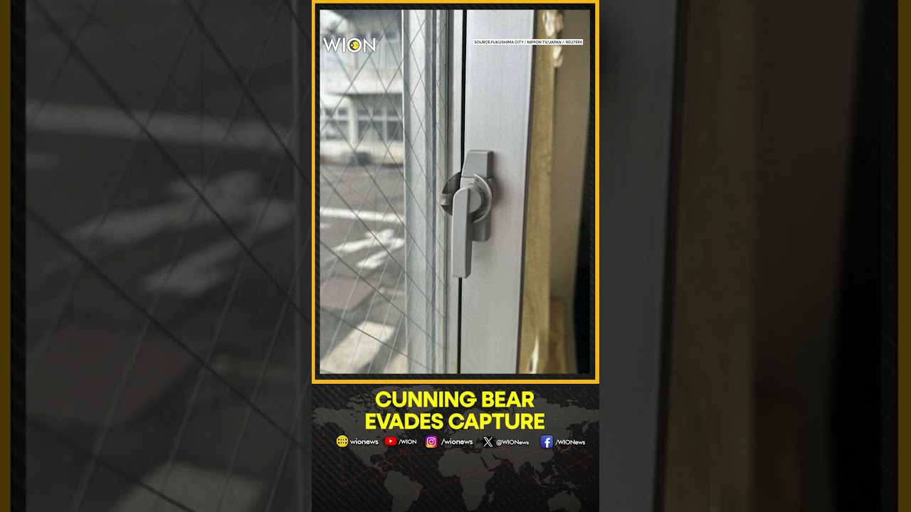 Bear Injures Four in Japan Escapes Through Factory Window | WION SHORTS