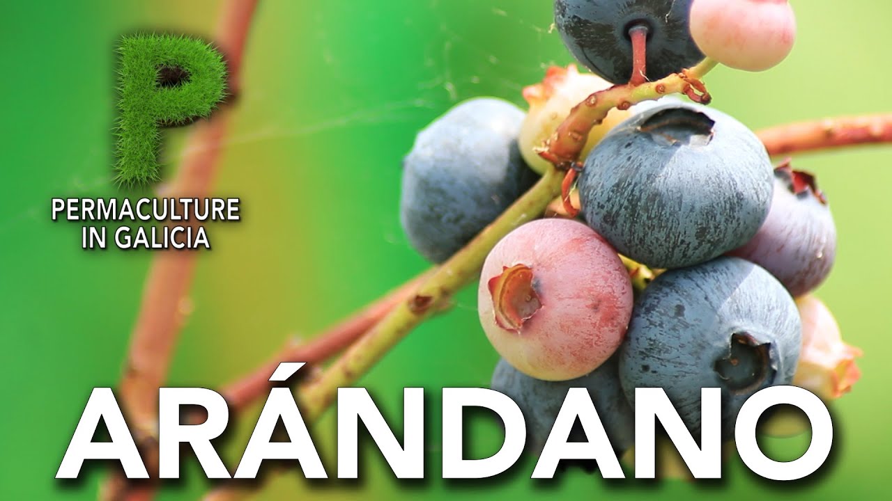 Arándanos. Cultivo, variedades, propiedades | Permacultura en Galicia