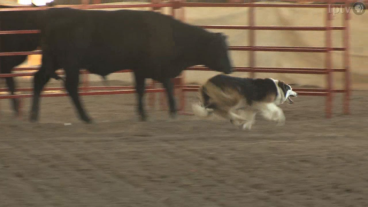 Stock Dog Trials  | Iowa State Fair 2014
