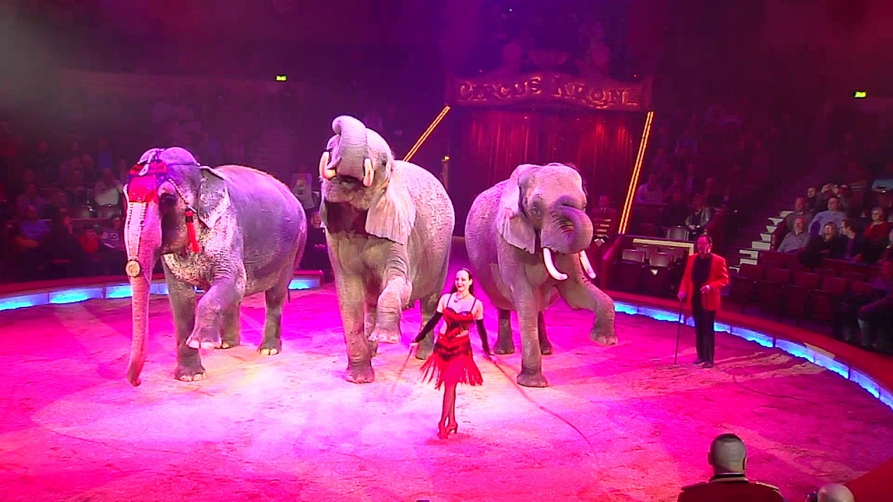 Allez Hopp im Circus Krone