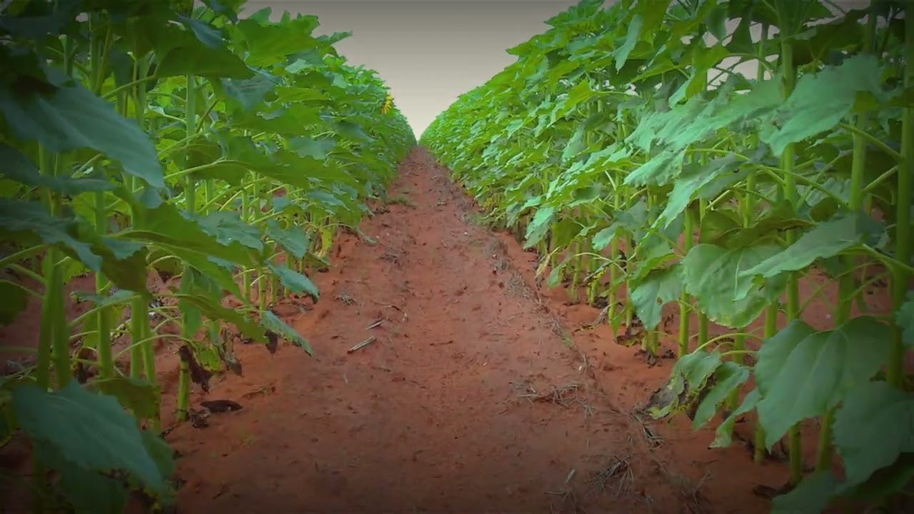 Farming in South Africa -Tweeling Boerdery