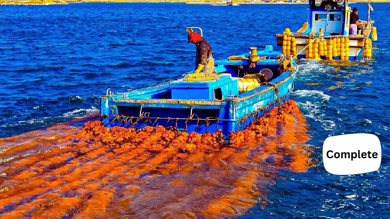 How Japanese Raise Millions of Sea Pineapple   Sea Pineapple Farming and Harvesting, Processing