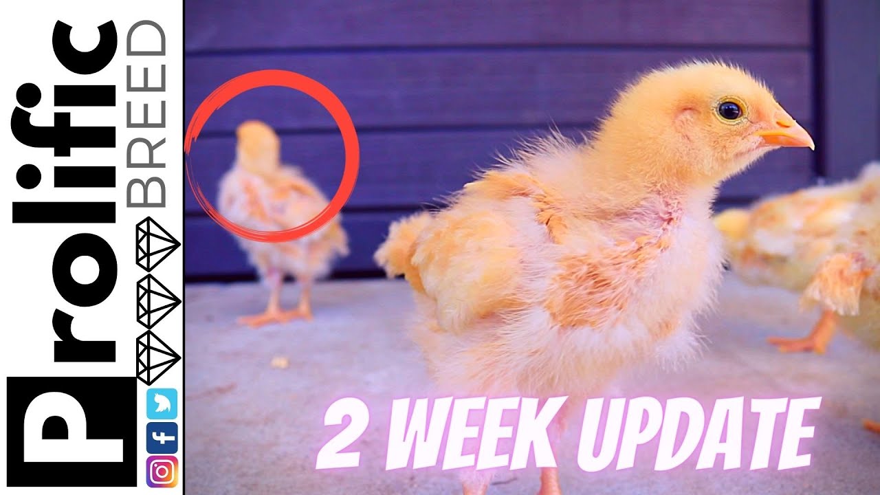 BUFF ORPINGTON CHICKENS AT TWO WEEKS OLD