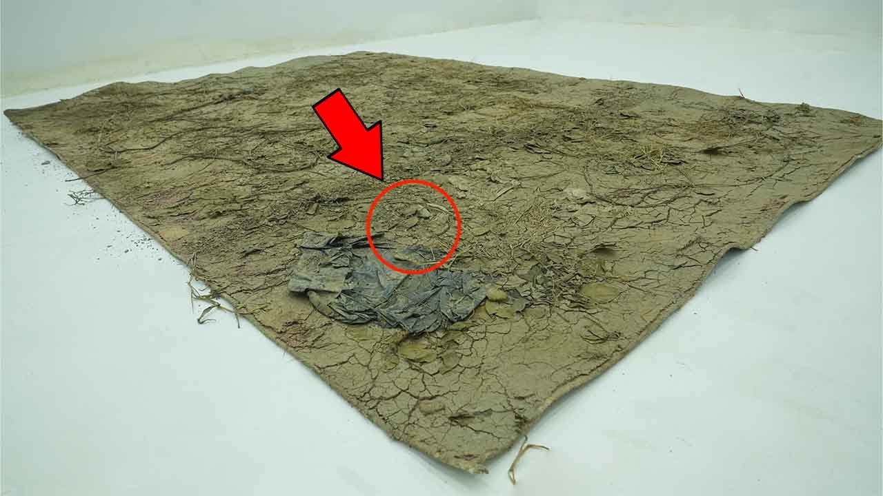 Years of Dust and Mold Removed &ndash; Satisfying Carpet Cleaning ASMR Revival