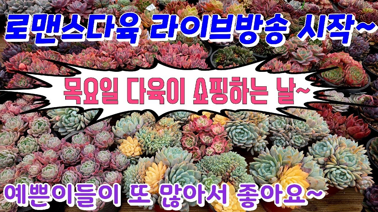 26년 2월 26일. 로맨스다육 라이브방송  군생ㆍ예쁜이 맛집💕 문자 010-2781-1080 #다육이 #다육식물 #다육 #화분할인