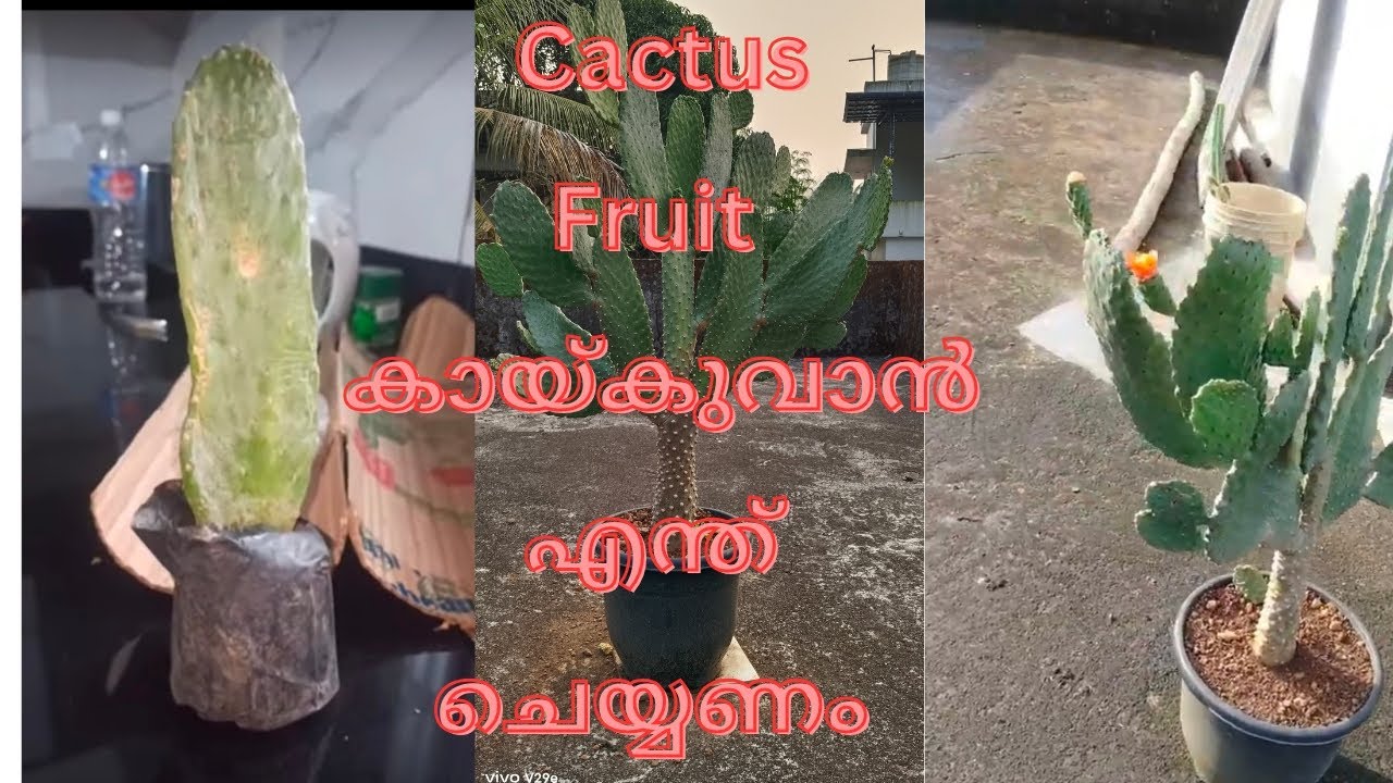 🌵 Cactus 🌵 Fruit Flower 🌹 കായ് ആവാൻ എന്ത് ചെയ്യണം? 🌵