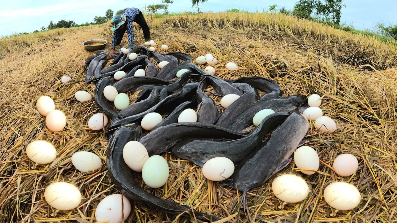 WOW mazing  ! Catch fish in the long river and collect duck eggs in the rice fields.