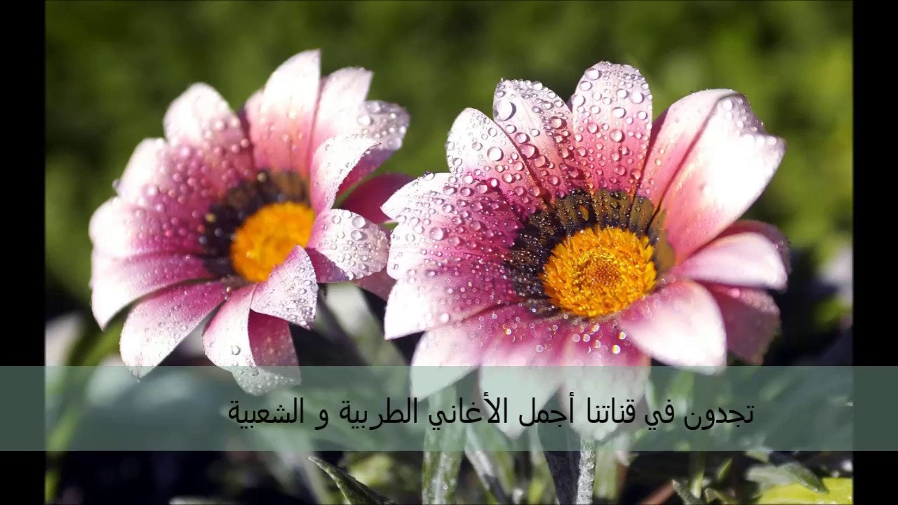 جاسم العبيد مع سليم محلا هيدي هيدي