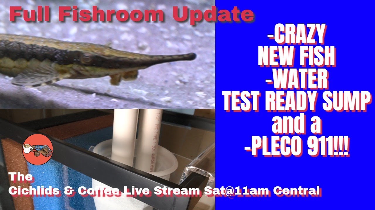 Every Fish & Every Tank *Updates & Surprises* & a Lot More in Today's Cichlids & Coffee Live Stream!
