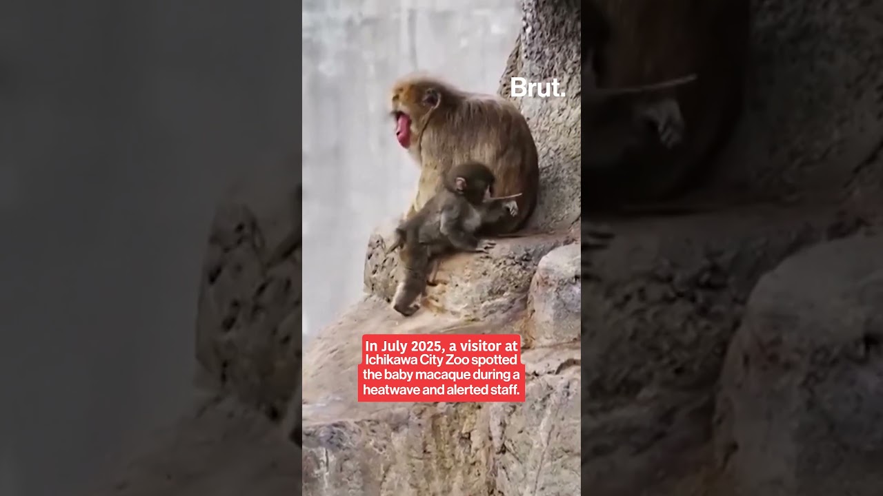 This baby macaque, Punch, left social media in tears and drew crowds to the zoo. Here&rsquo;s his story...