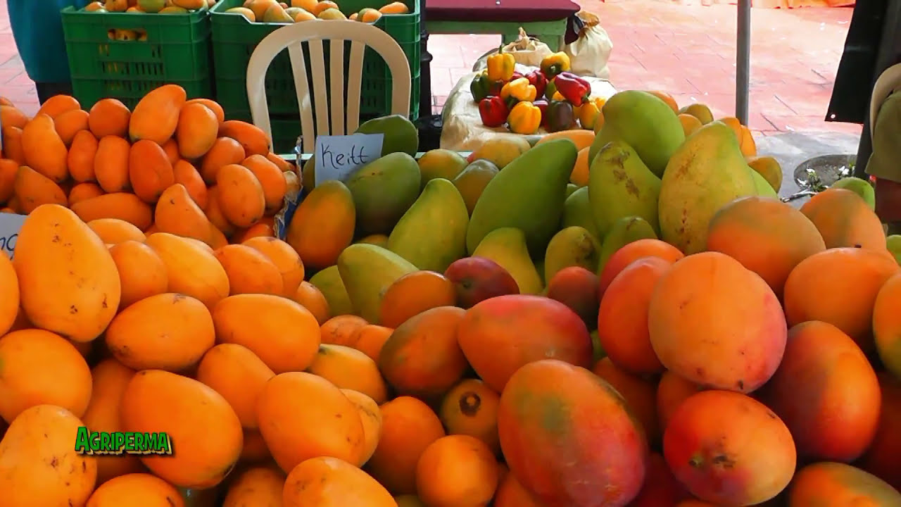 Expo Mango Bani -  (Variedades de mango en venta) Vendor Tables #mango #mangovarieties