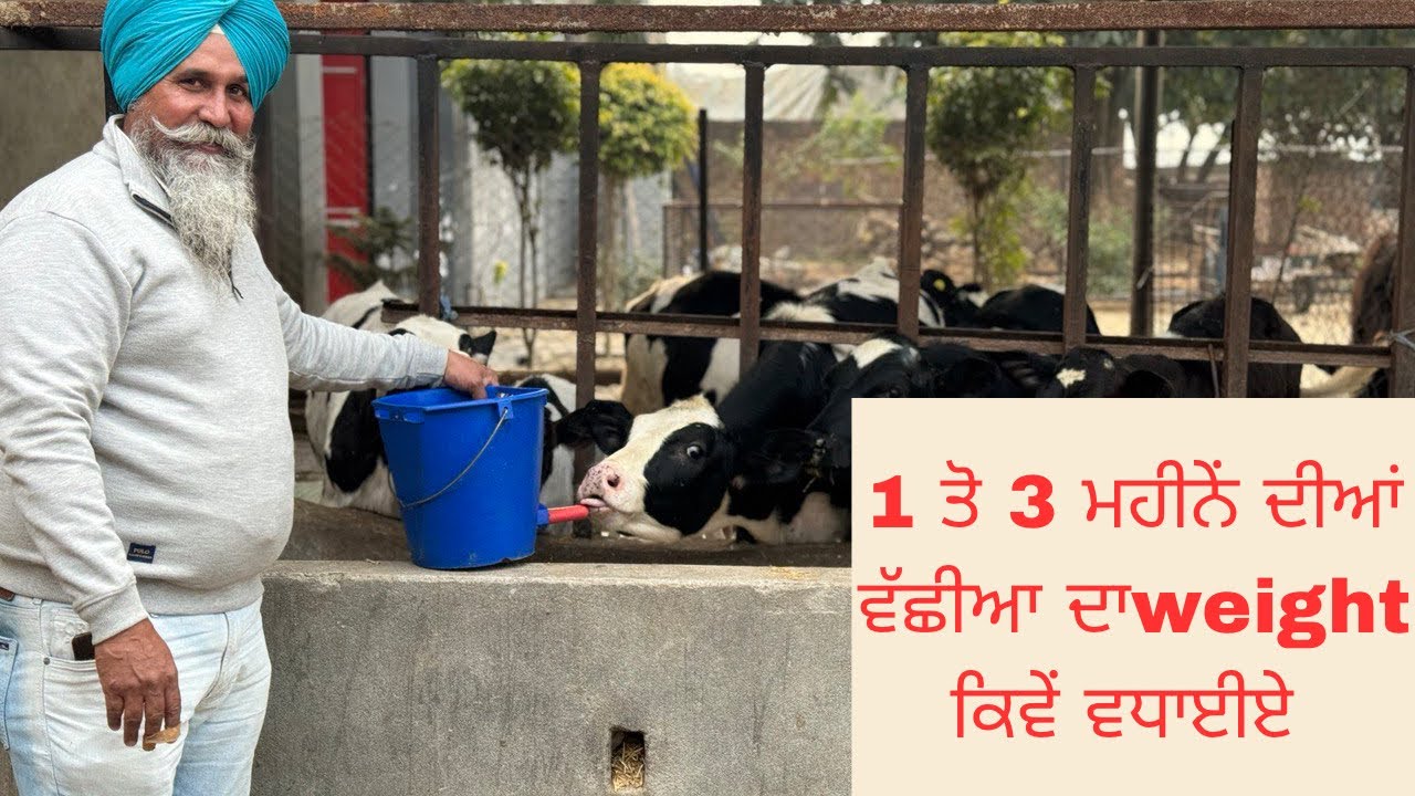HOW TO INCREASE CALF'S  WEIGHT  MORE THAN 90kg IN 90 DAYS| AULAKH DIARY FARM | RAMPURA PHUL |