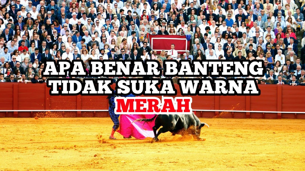 Apa Benar Banteng Tidak Suka Warna Merah?