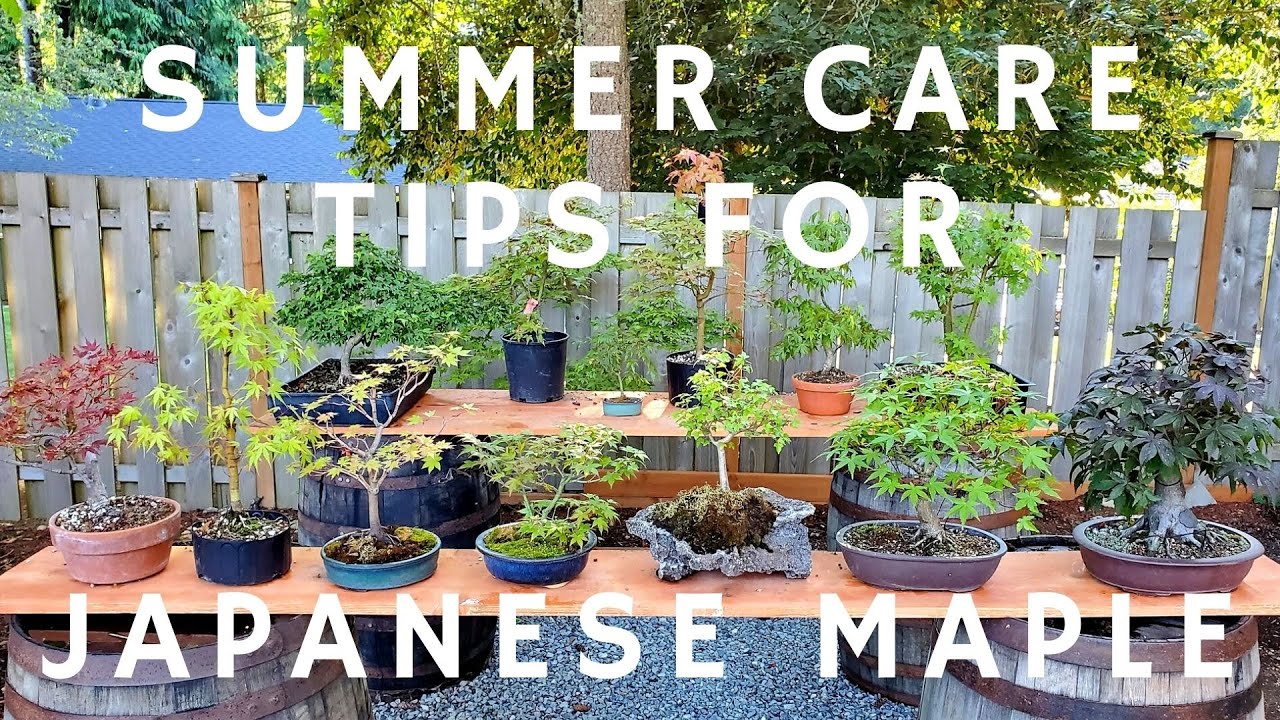 Summer Care Tips for Japanese Maple Bonsai Trees