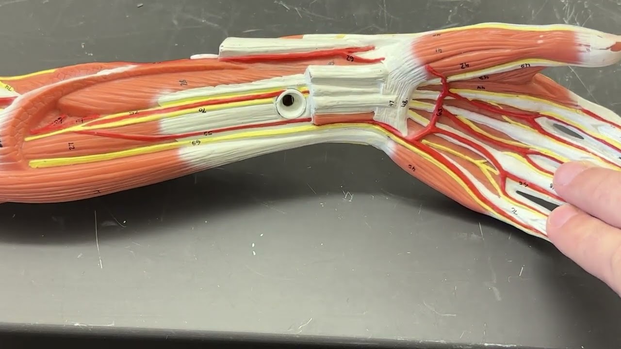 Arteries of the Upper Limb (2026)