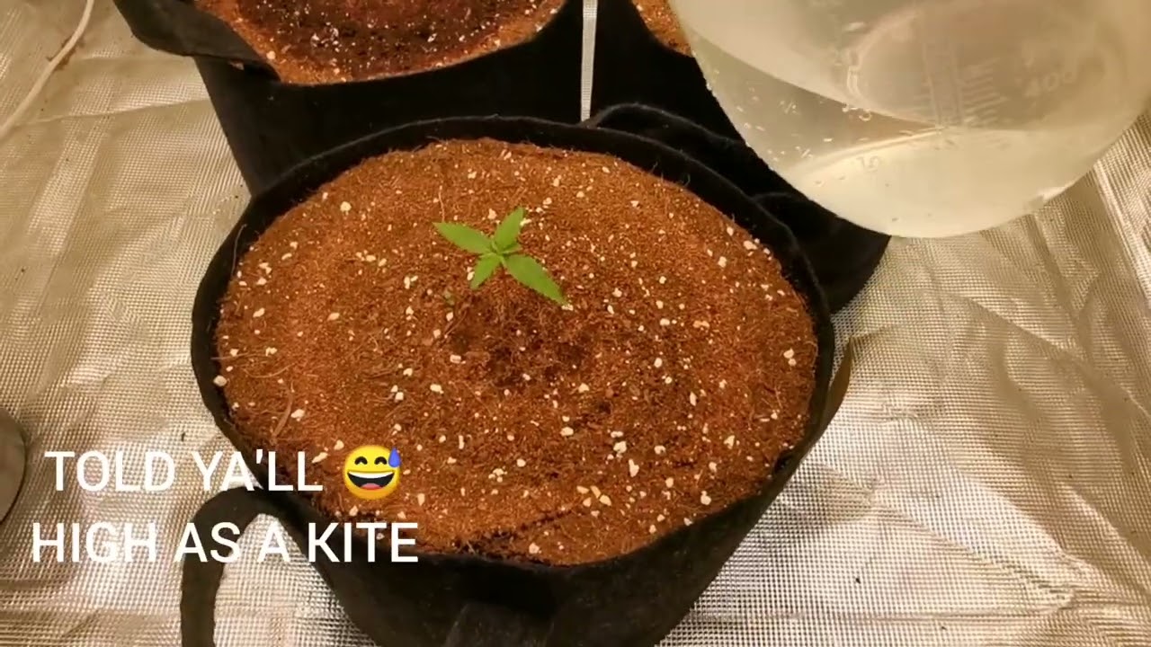 Santica's Auto Grow - Auto Watermelon Zkittles by Barney's Farm -Day 3 to 14 from Seed -  Week 1 & 2