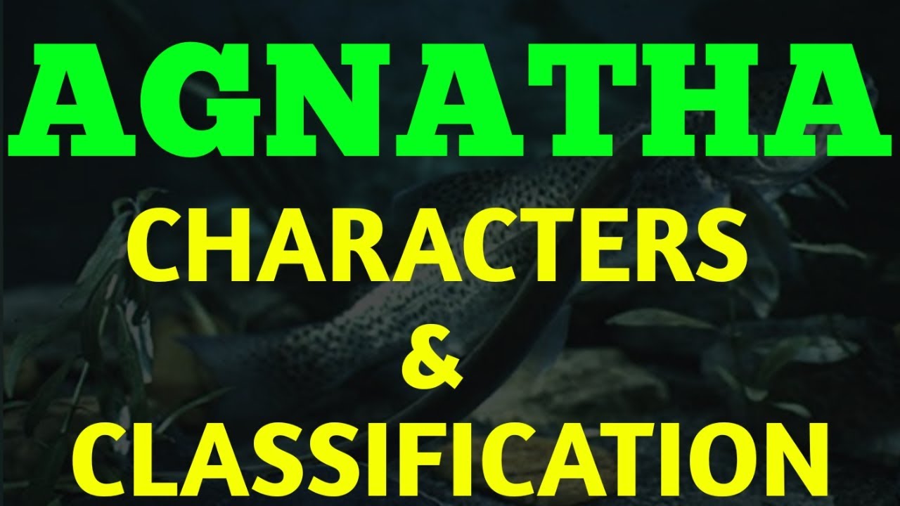 Agnatha Characters & Classification of Agnatha, Biological Classification, Ostracodermi Cyclostomata
