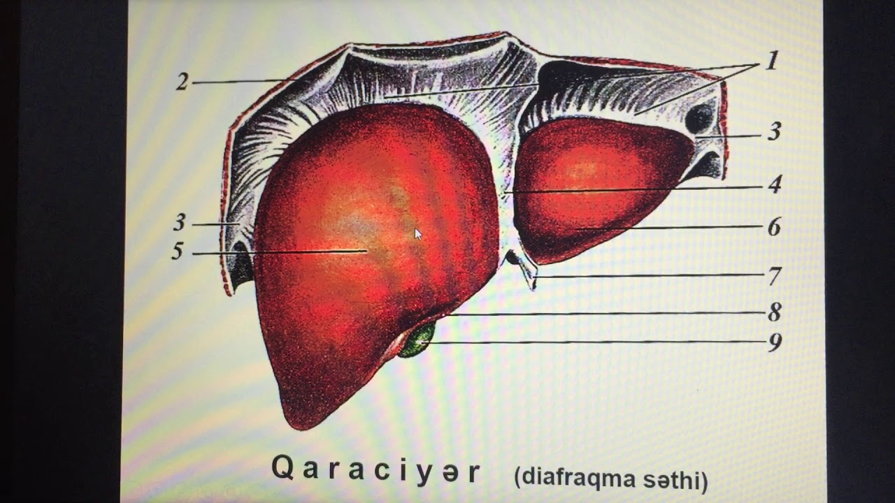 Qaraciyər